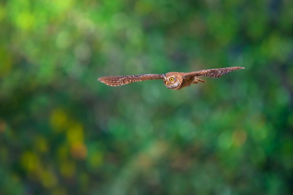 Photograph by Debjyoti Sarkar