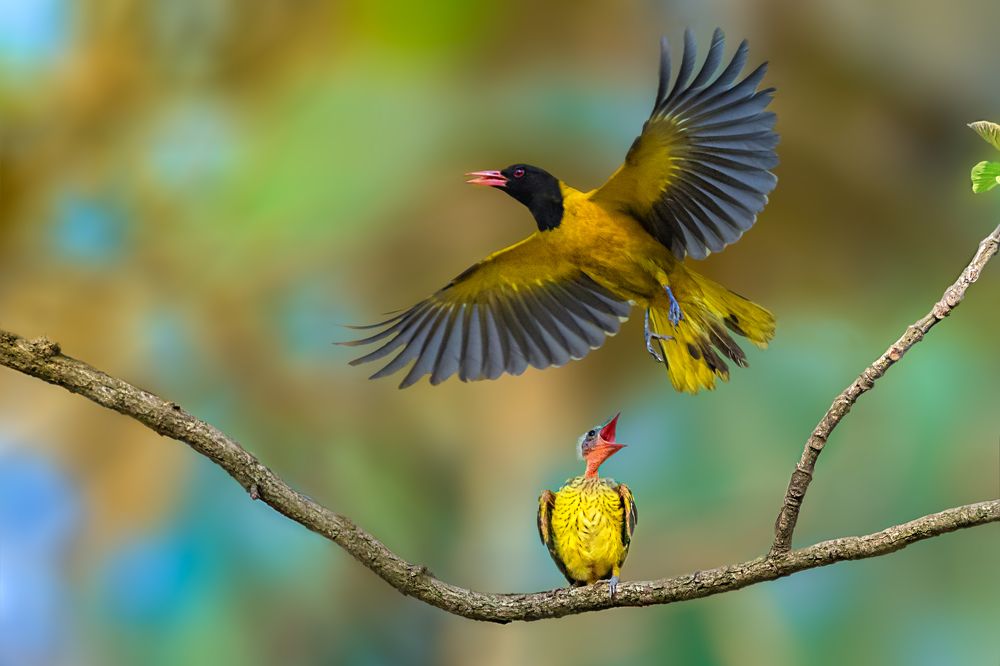 Photograph by Debjyoti Sarkar