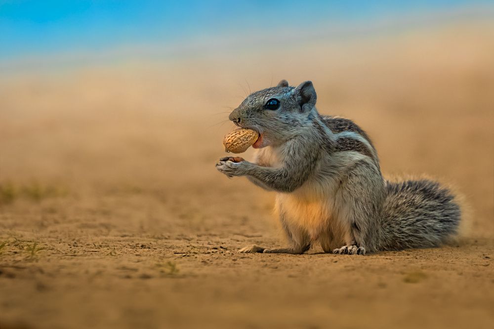 Photograph by Debjyoti Sarkar