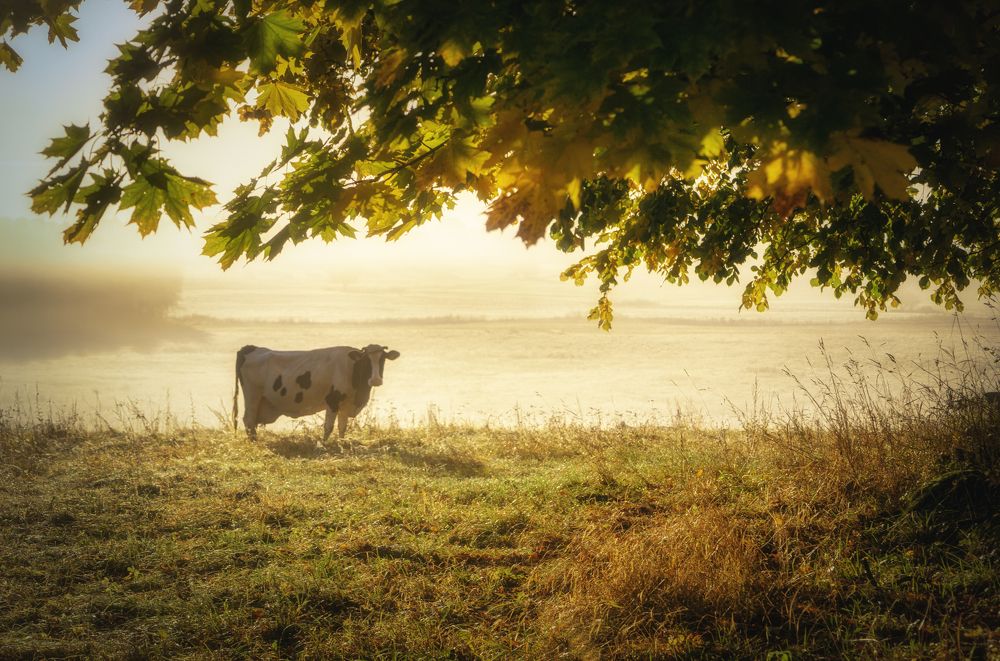 Фотография автора Lija Mezecka
