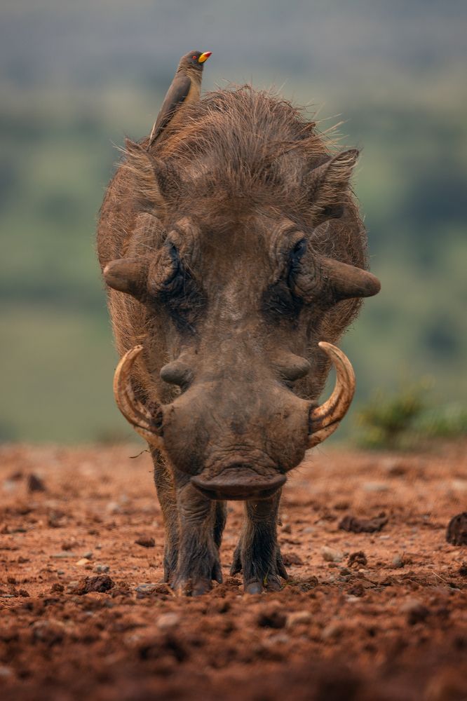 Photograph by Ольга Шайдулина