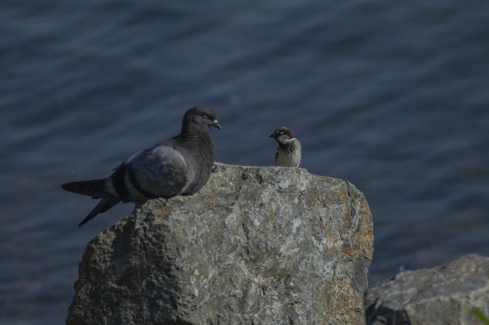 Photograph by Светлана Тарханова