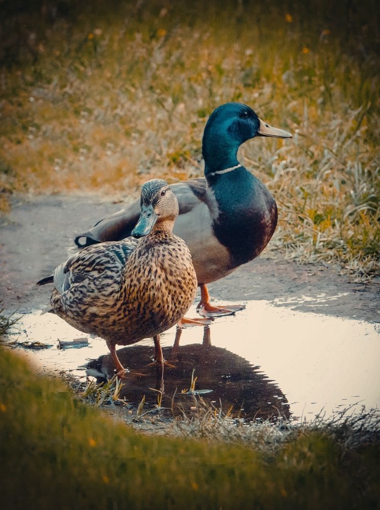 Фотография автора Lija Mezecka