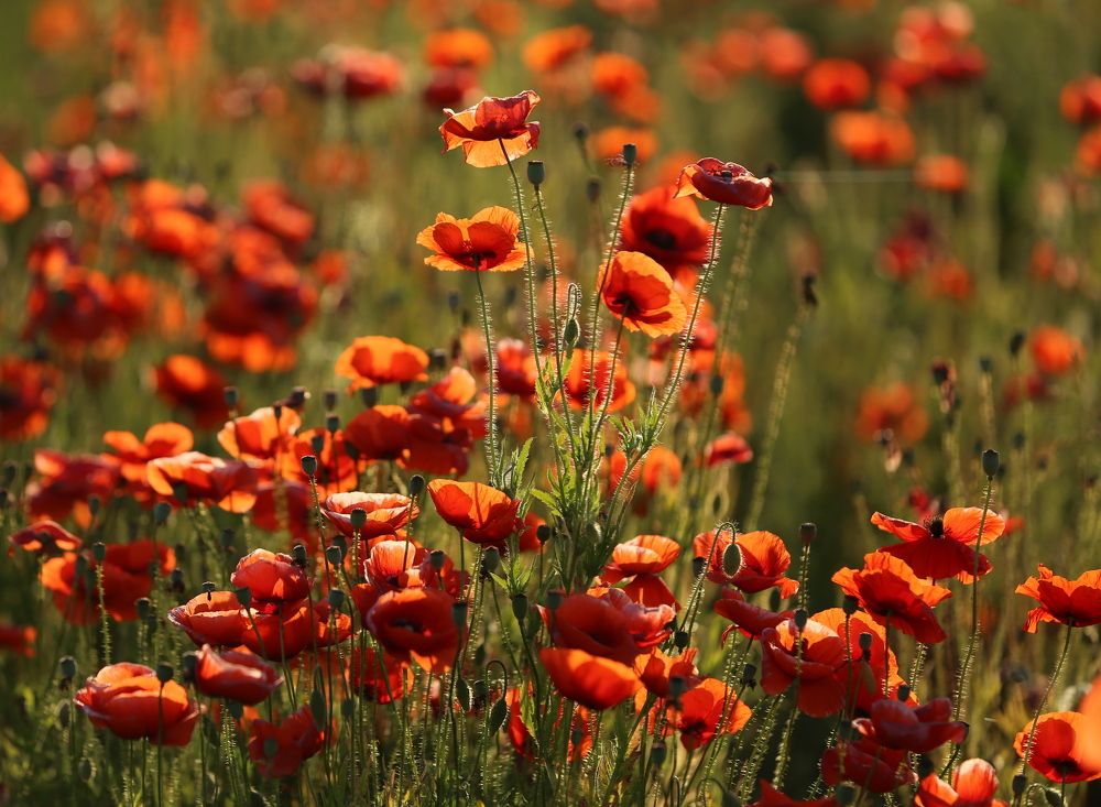 Photograph by Унку Юрий