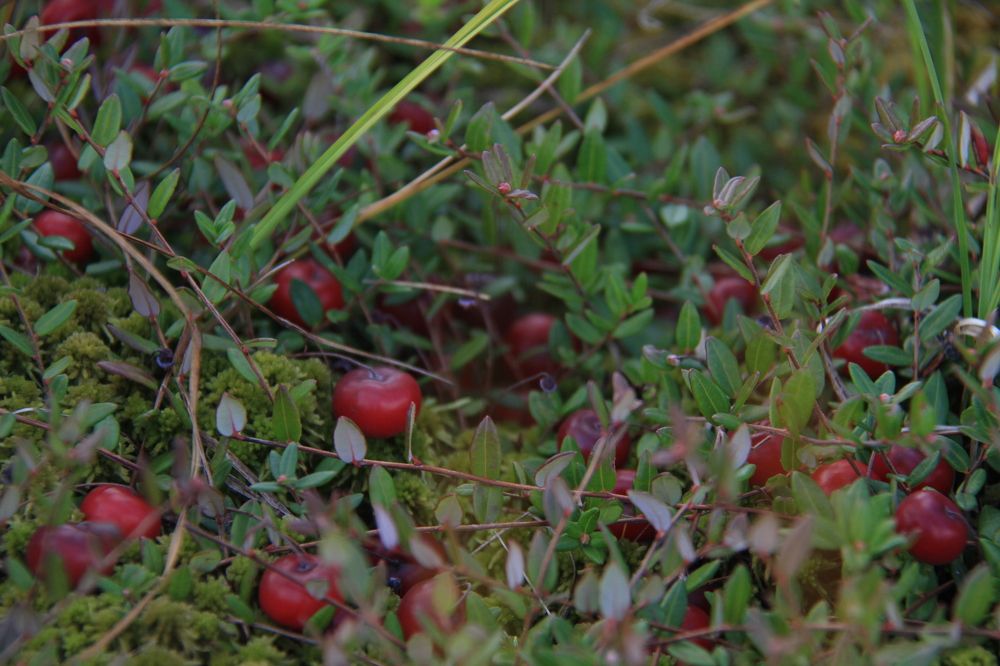Фотография автора Анастасия Зверева