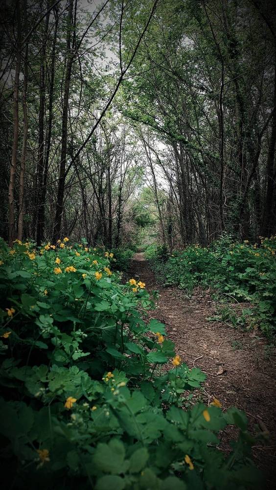 Фотография автора Наталья Алексеева