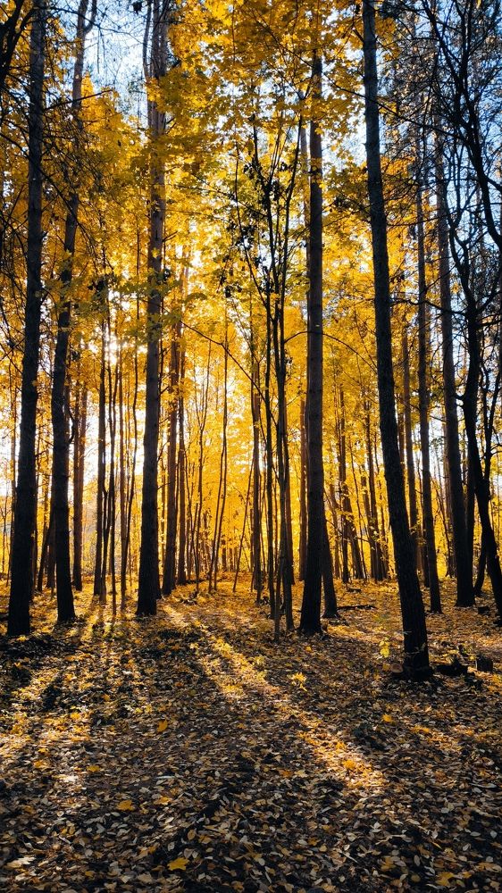 Фотография автора Ekaterina Sapezhinskaya