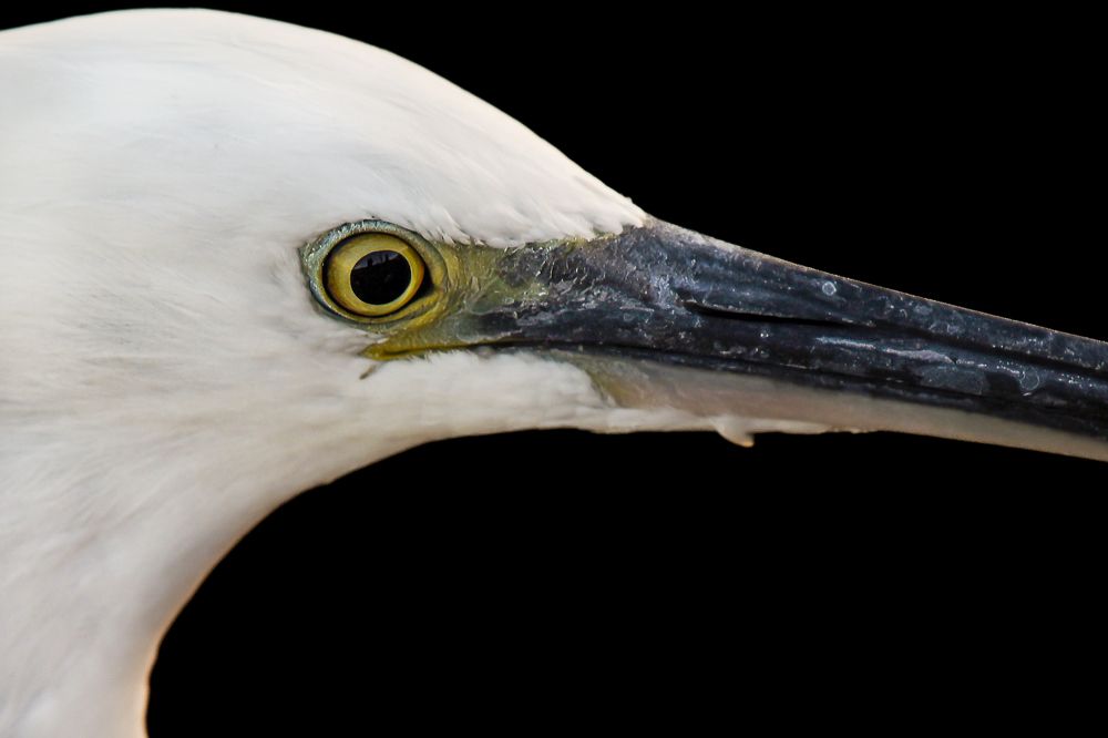 Photograph by Ayman Muhammad Ayman Muhammad Elshahat  Ahmad