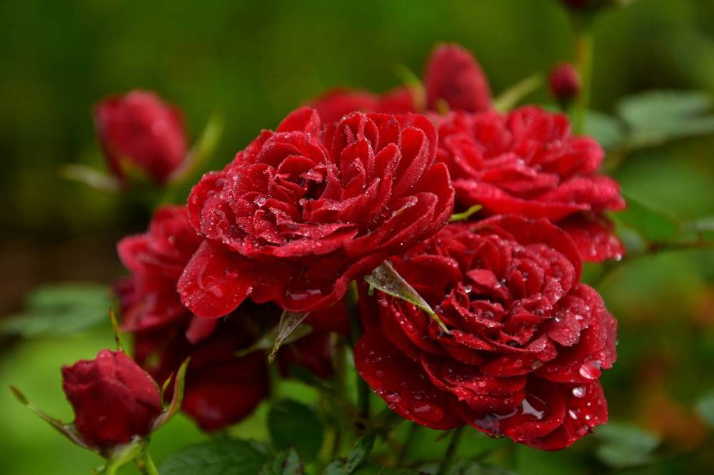 Утренние розы