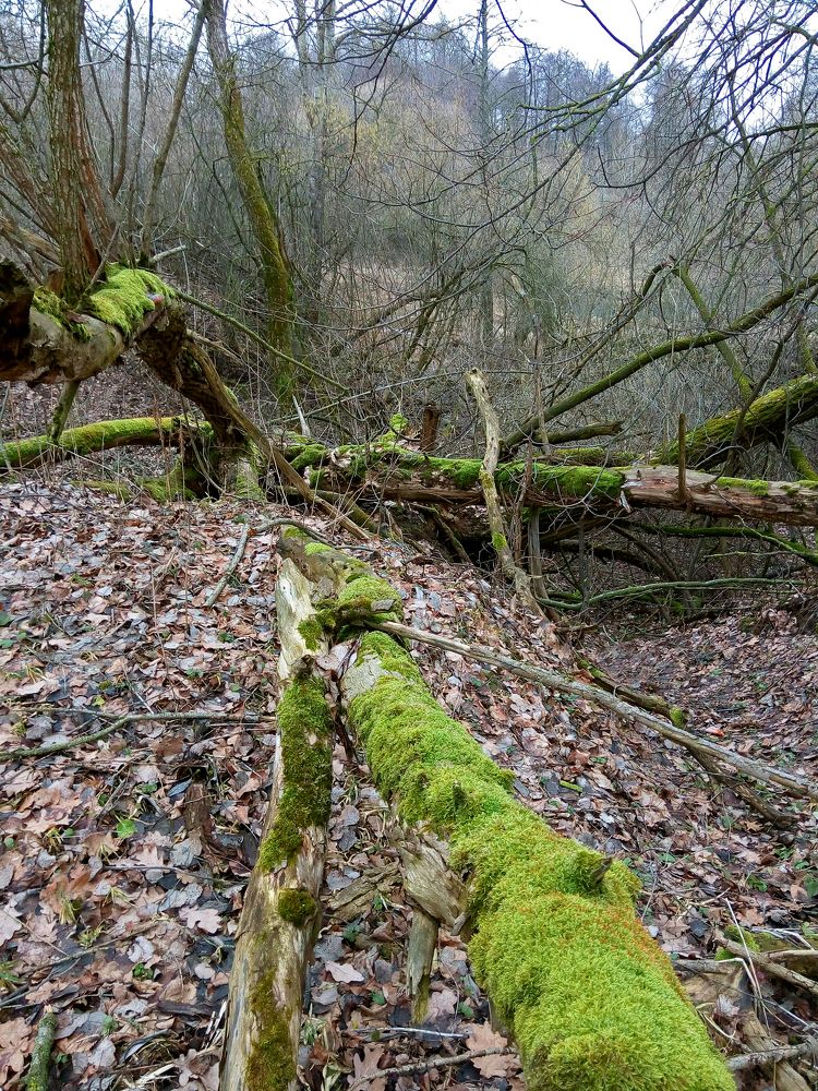 Фотография автора Антип