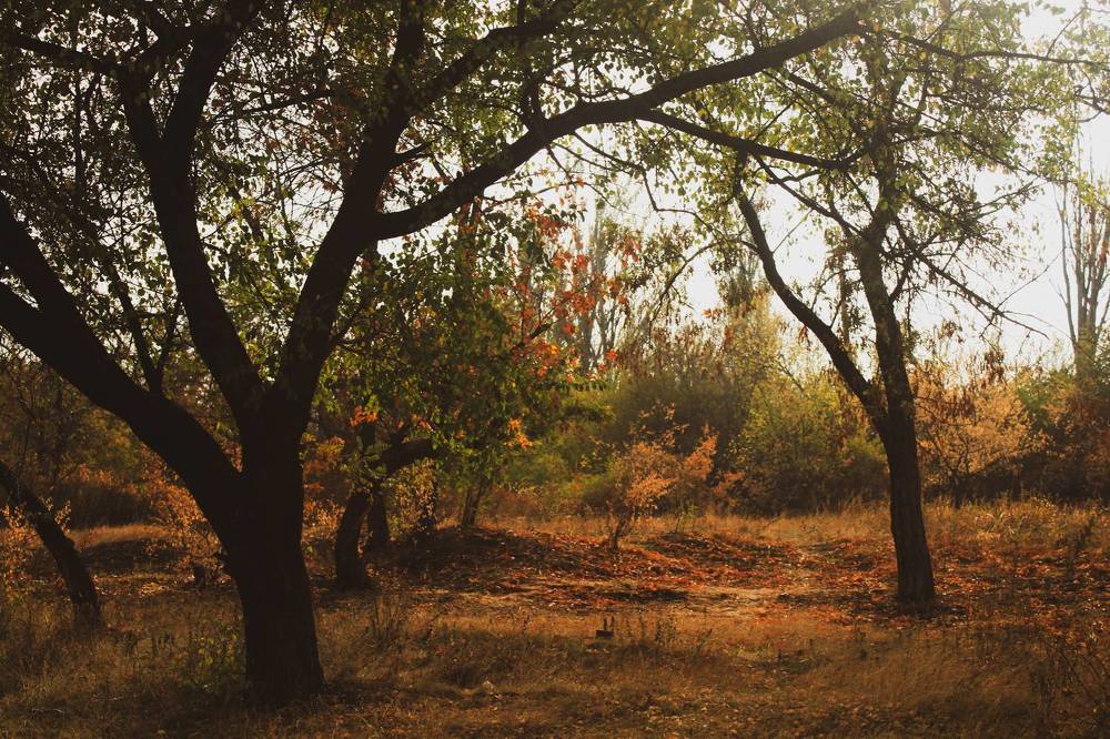 Photograph by Елена Палагута