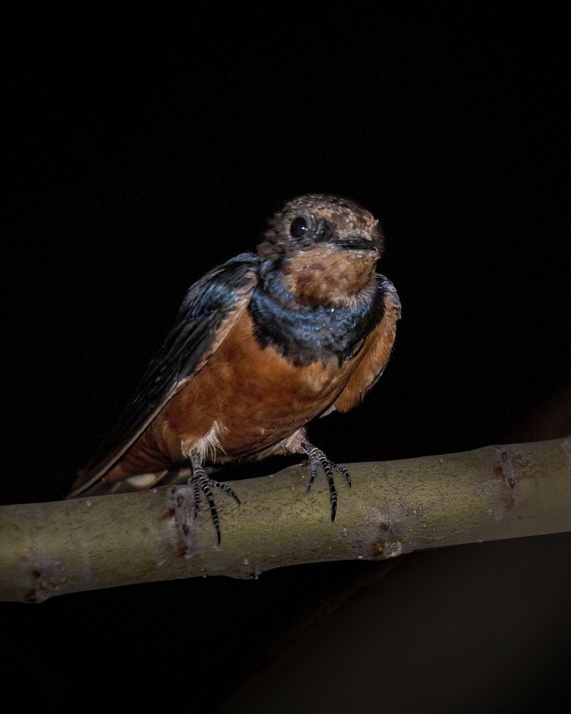 Photograph by Ayman Muhammad Ayman Muhammad Elshahat  Ahmad