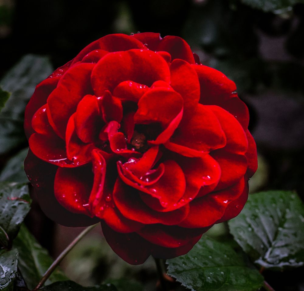 Фотография автора Suzana Svecnjak