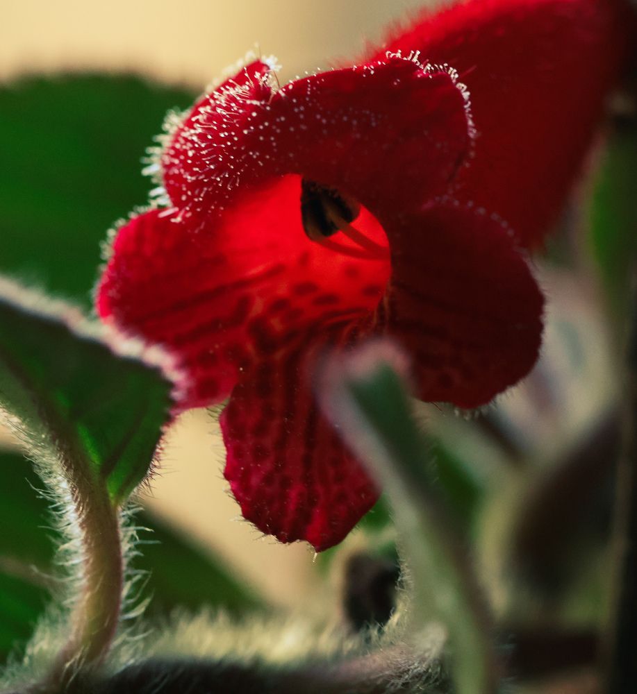 Фотография автора Suzana Svecnjak