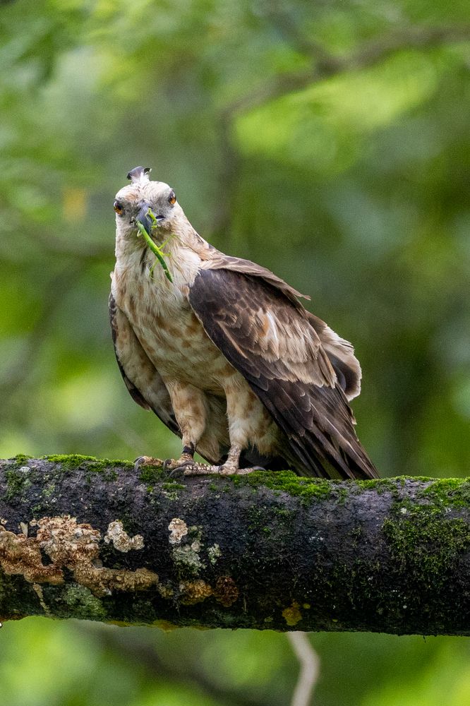 Jerdon's baza with kill