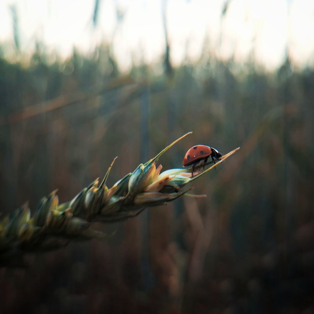 Фотография автора Геннадий Ломеко