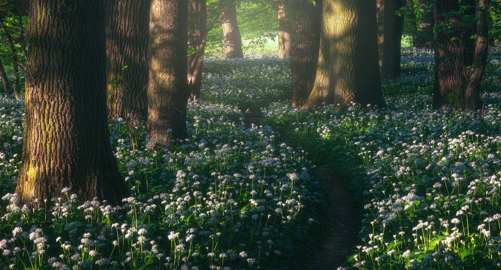 Photograph by Adam Nedojedlý