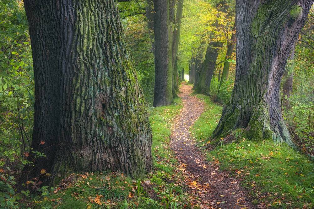 Photograph by Adam Nedojedlý