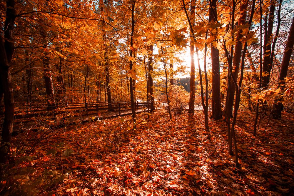 Photograph by Александр Ермаченко