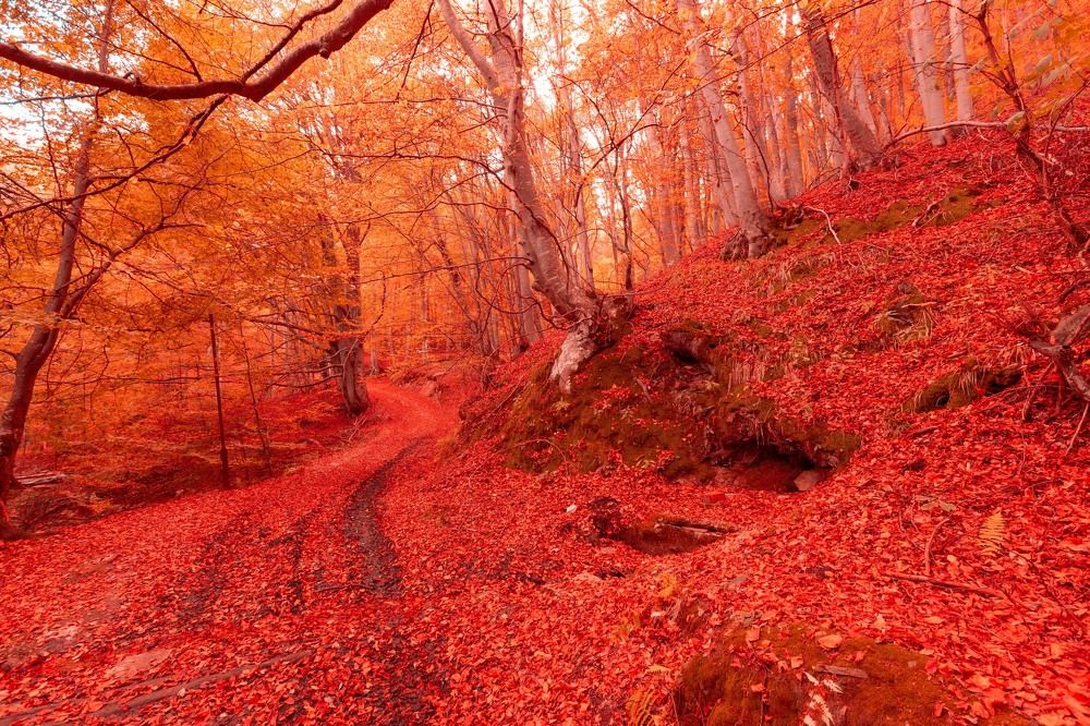 Photograph by Daniel Chobanov