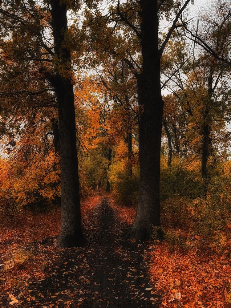 Photograph by Олена Уманцева