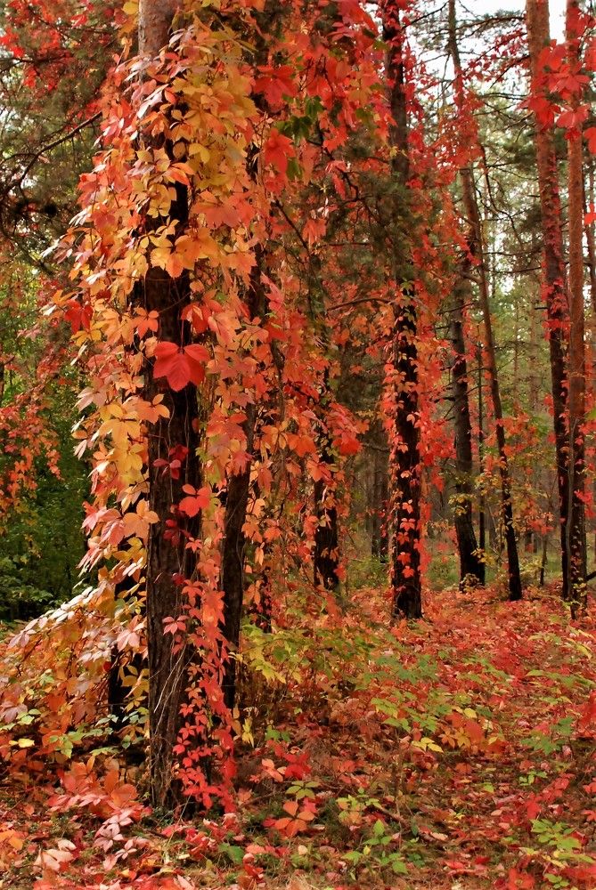 Фотография автора Linards Onzuls