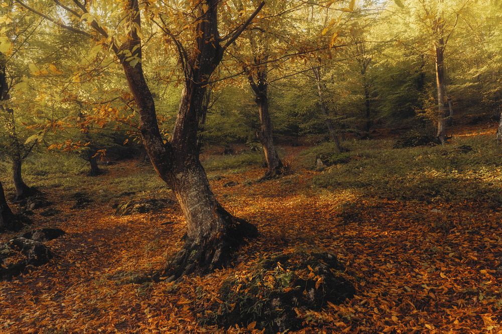 Фотография автора Oleg Suhenko