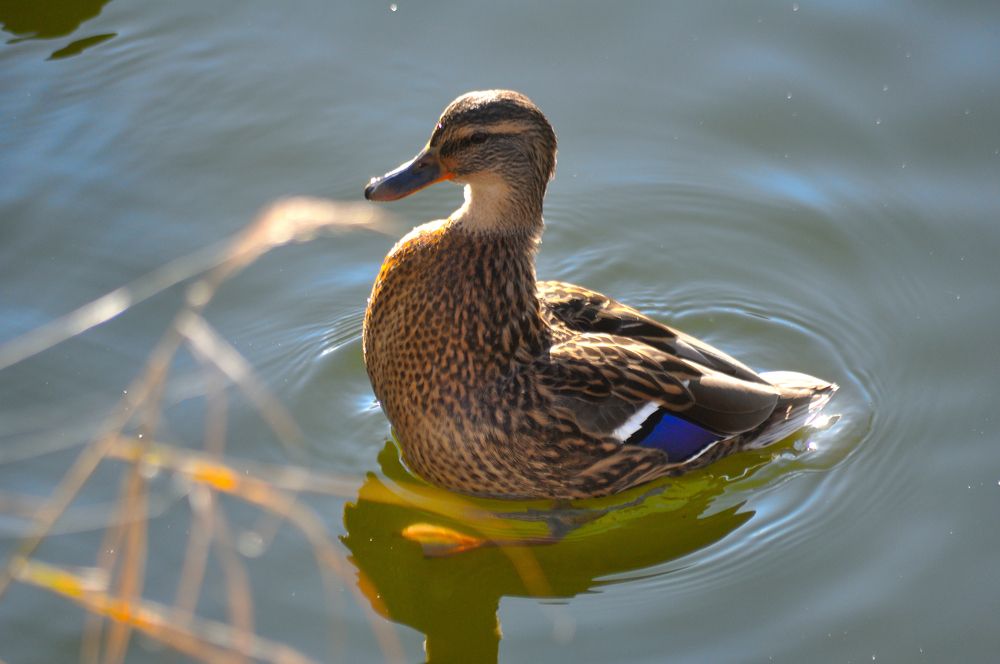 Photograph by Дмитрий Жуков