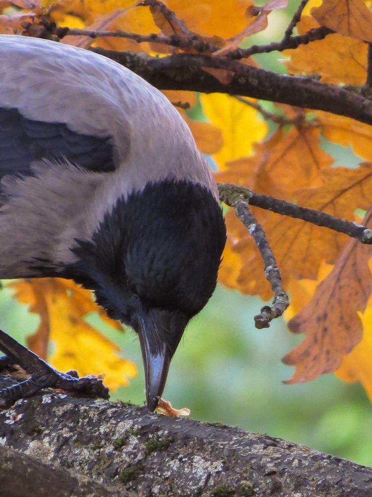 Фотография автора Марина Алексеевская