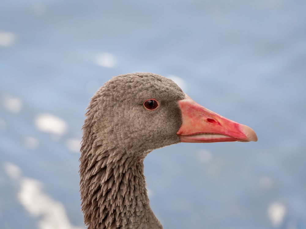 Photograph by Ярослав Изотов