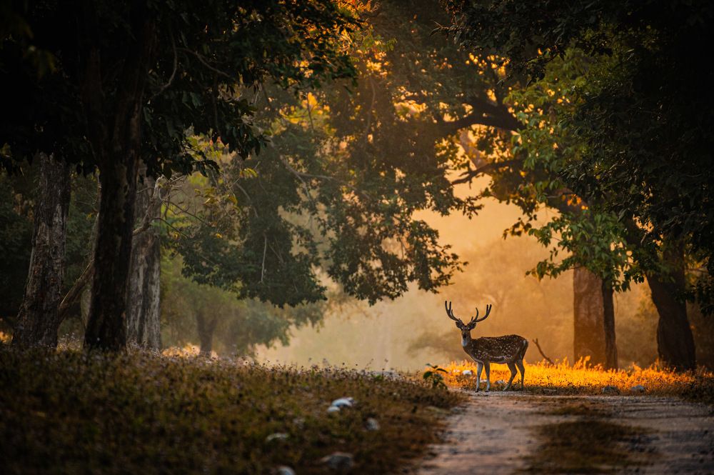 Photograph by Atul Sharma