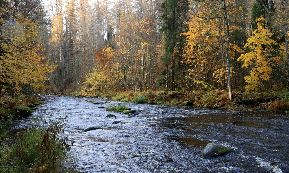 Photograph by елена