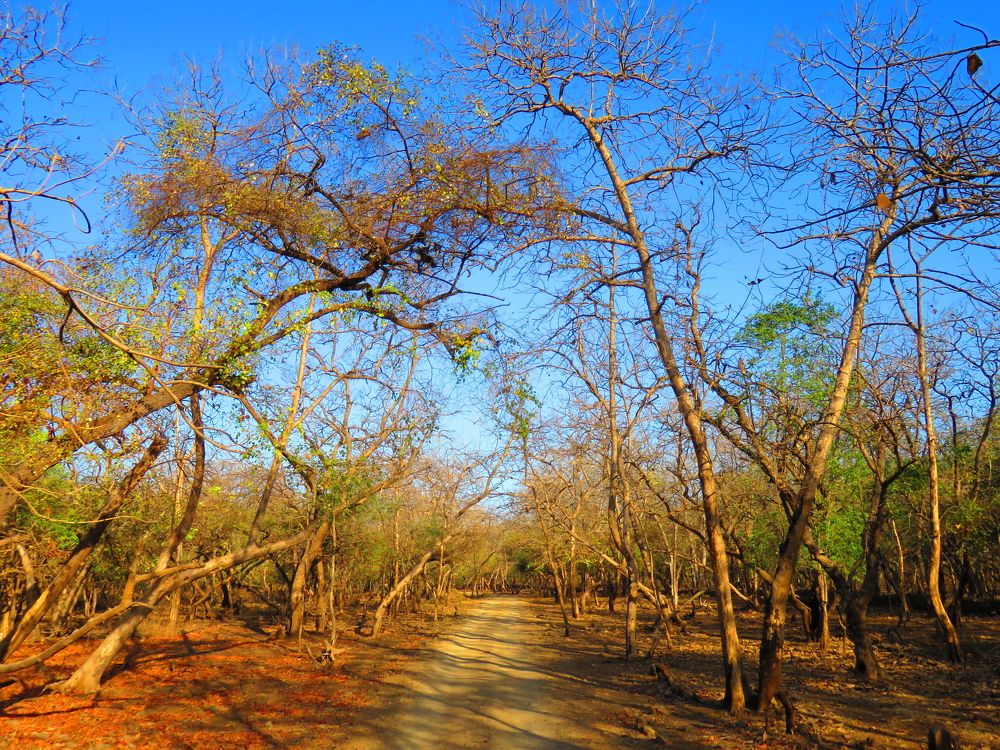 Intricate archway inside forest