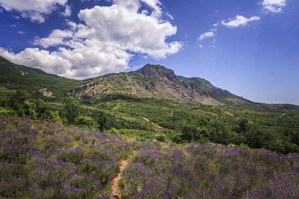Сквозь лаванду в горы.