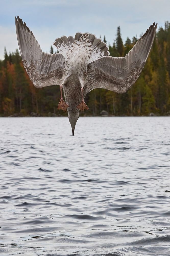 Фотография автора Mikhaylov Mikhail