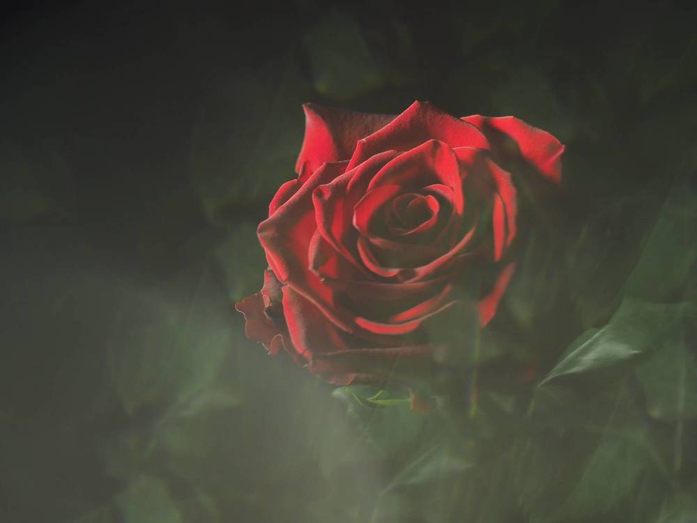 Photograph by Светлана Шибаршина