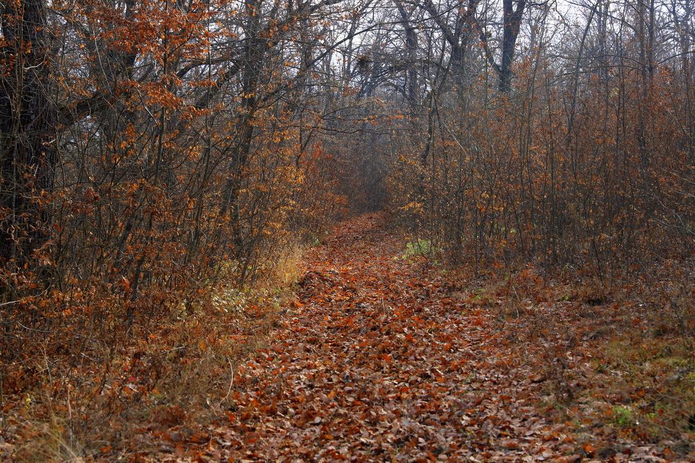 Photograph by елена