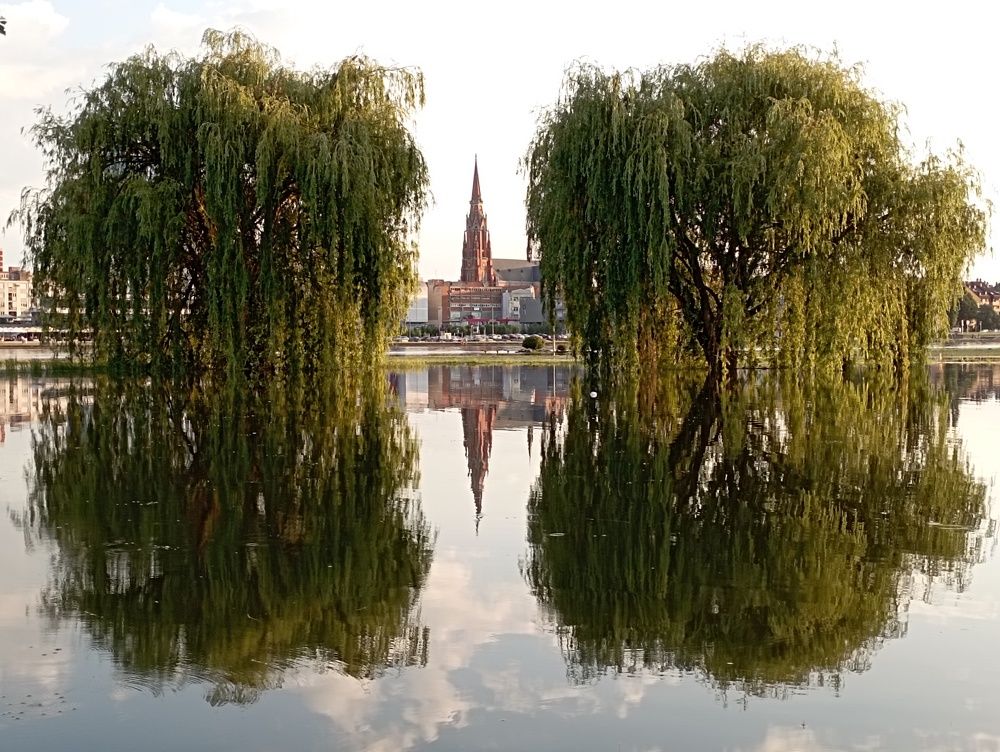 Two willows in the water
