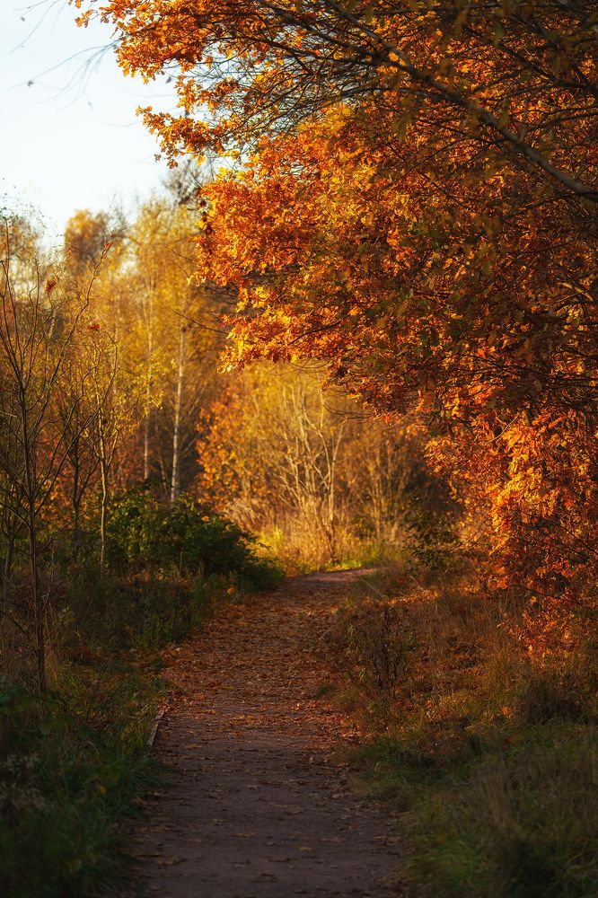 Золотая пора