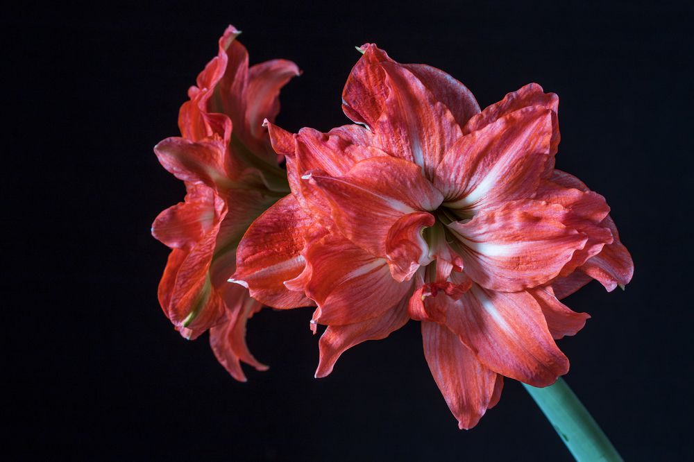 Фотография автора Uljana Kuchar