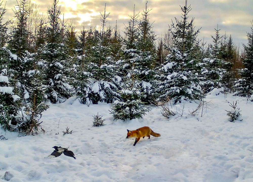 На ель сорока взгромоздясь..