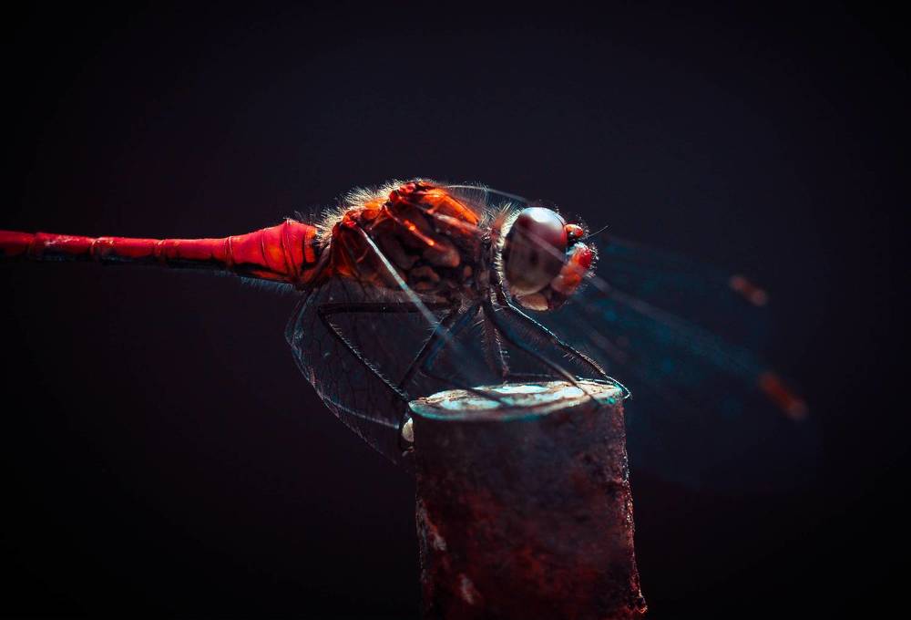 Photograph by Олеся zme