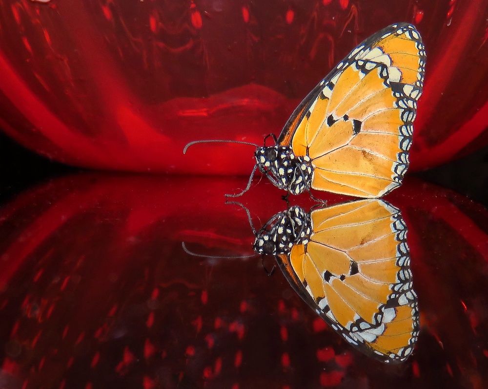 Photograph by Amin Ghaffarian