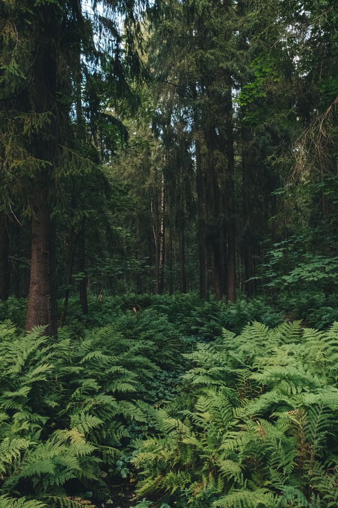 Photograph by Дулова Анастасия