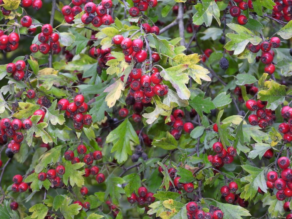 Photograph by Владимир Джерихов