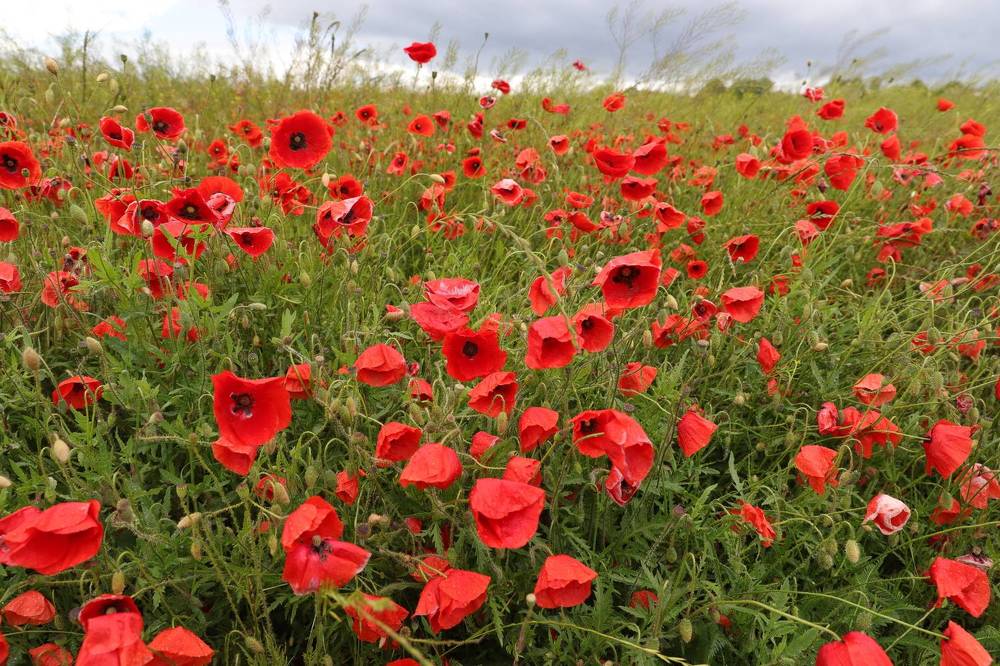 Фотография автора Uljana Kuchar