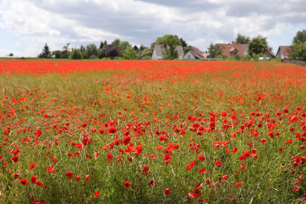 Фотография автора Uljana Kuchar