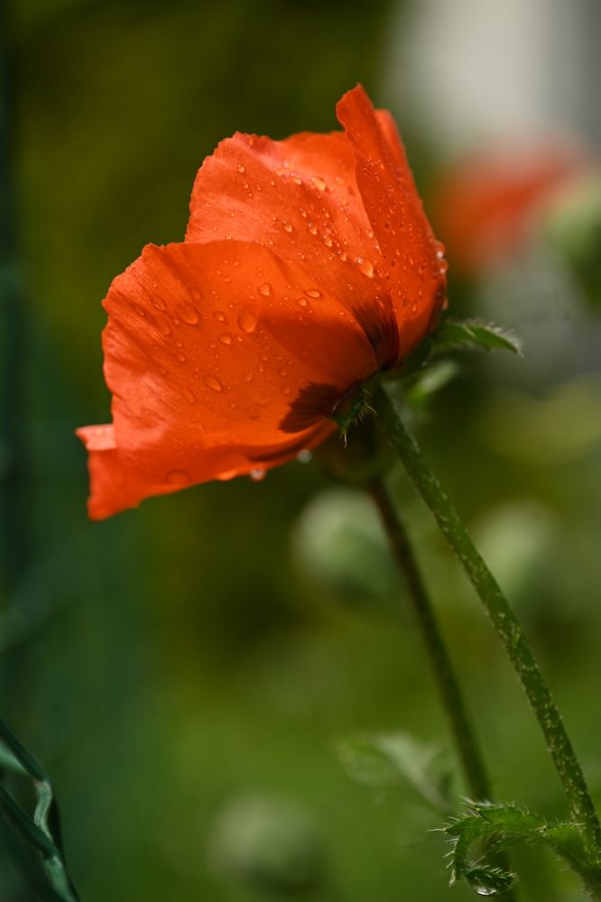 Photograph by Светлана Рубникович