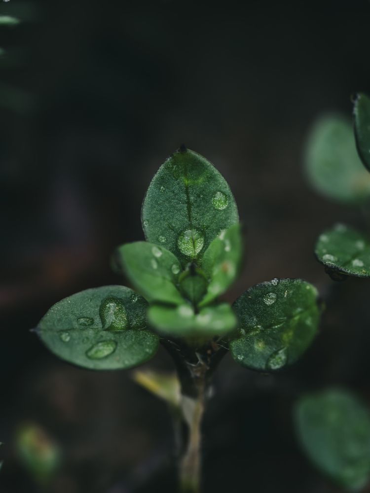 Photograph by Manzoni Paolo