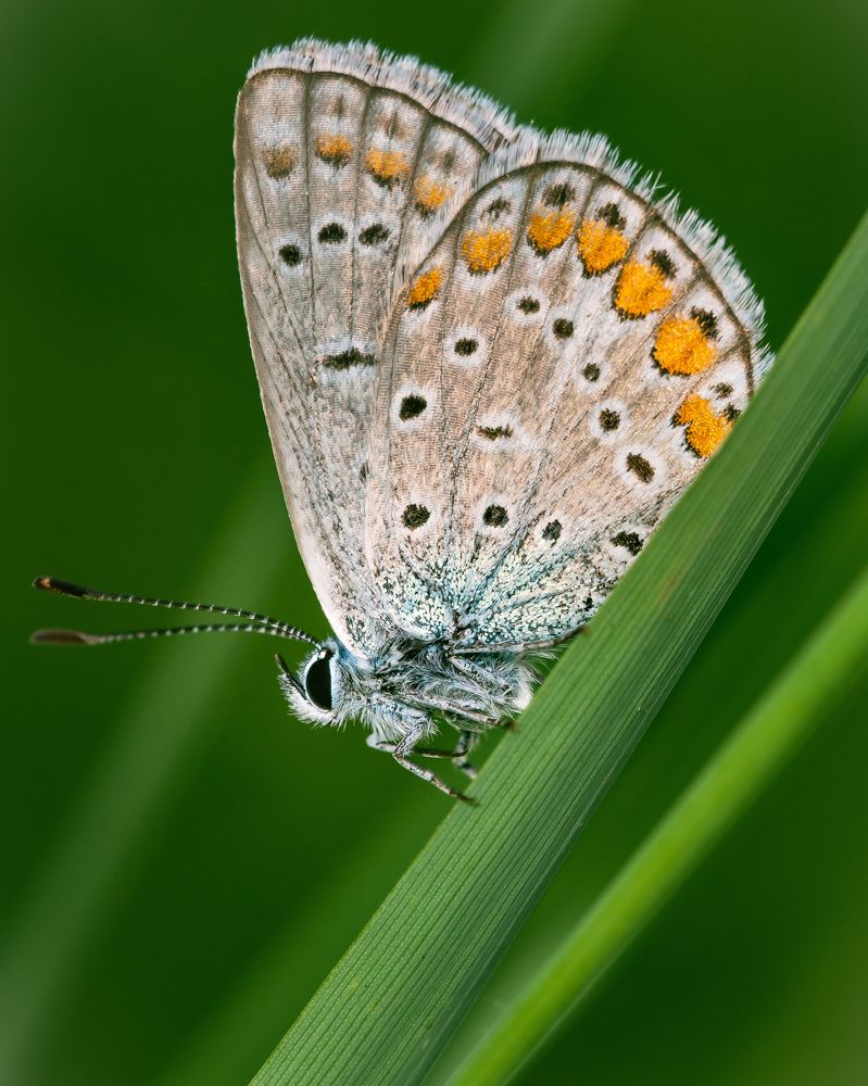 Photograph by Manzoni Paolo